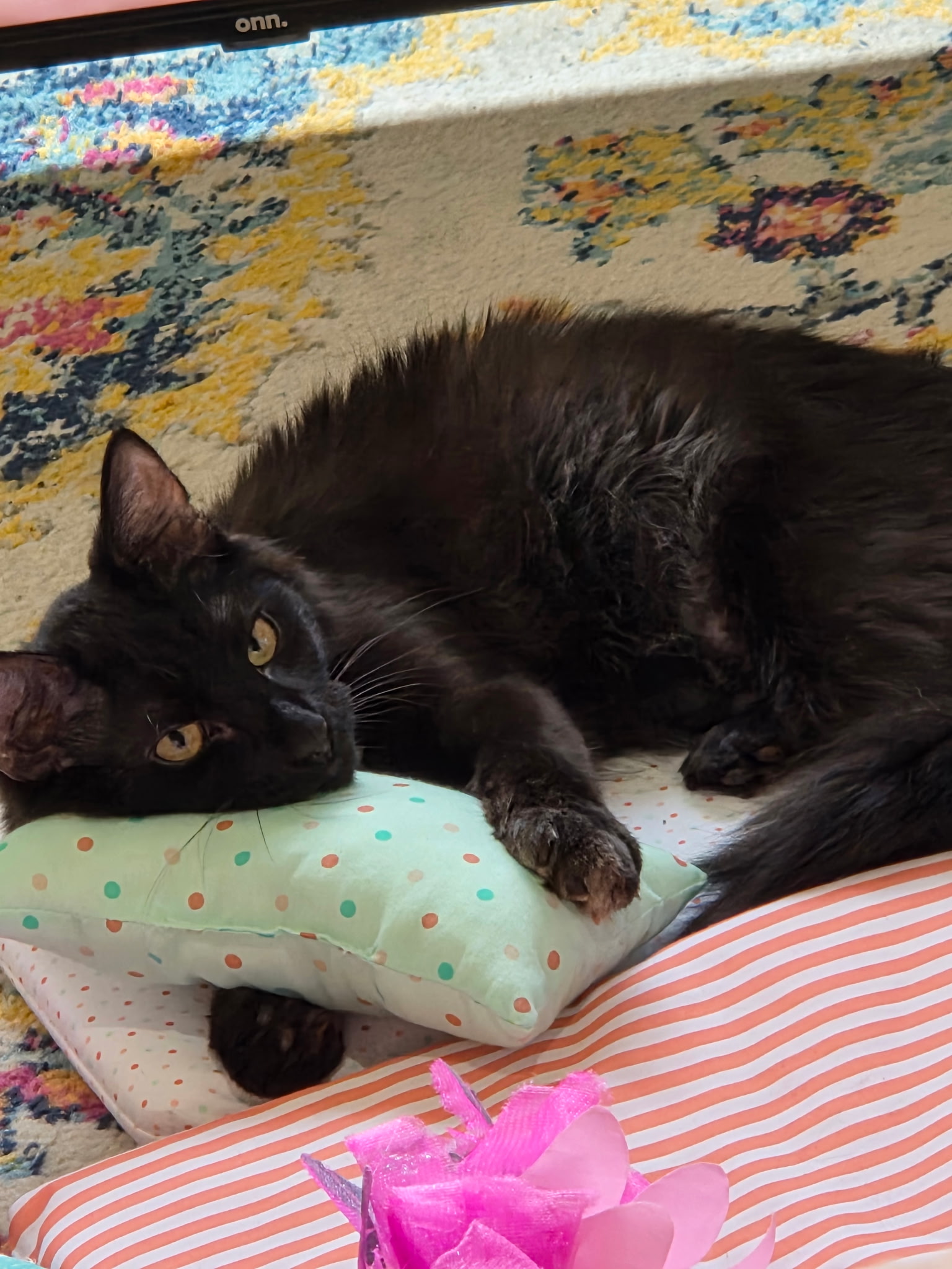 lost cat named Sammy Soda Pop